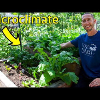 12 Veggies that Grow in SHADE, Utilizing Microclimates