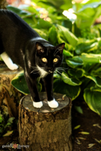 20_cat-safe_houseplants_to_fill_your_pet-friendly_home.png