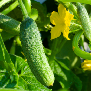 5 Vegetables That Grow In Two Months or Less