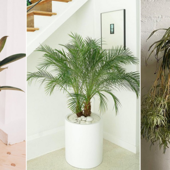7 Houseplants that Reduce Dust and Particulate Matter