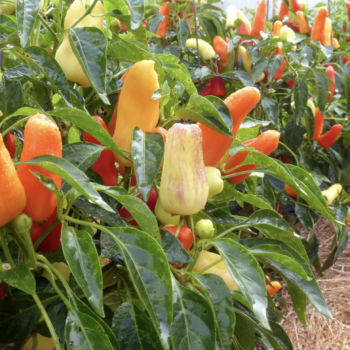 A Brief History of Peppers