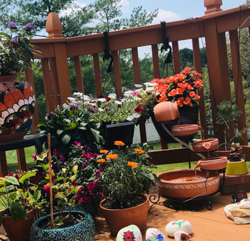 A Small-Space Butterfly Garden