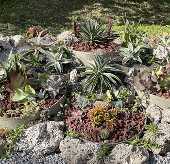 A Succulent Bed in Florida Comes to Life