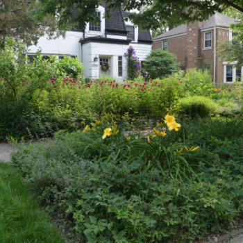 A Tour Of The Front Garden In Early July