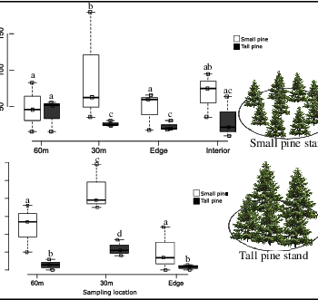 Age class of alien tree stands retained for mammal protection have differential effects on flower‐visiting insect assemblages