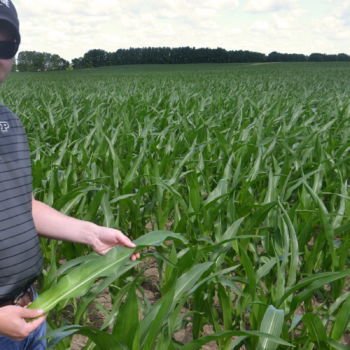 Agronomists urge paying more attention to sulfur