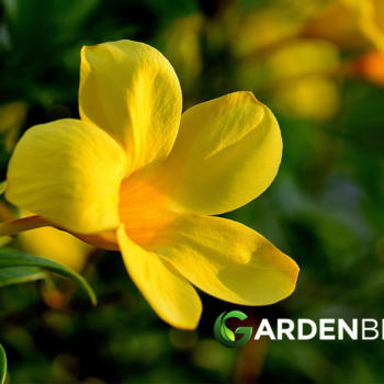 Allamanda Guide: How to Grow & Care for “Golden Trumpet”