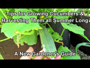 an_overview_on_growing_cucumbers_for_new_gardeners_feeding__watering_frequency_containers__more.png