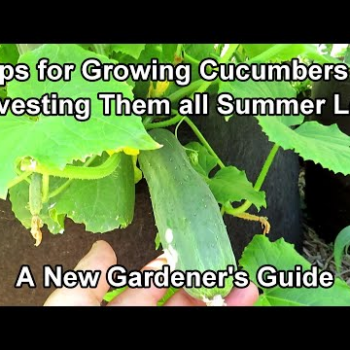 An Overview On Growing Cucumbers for New Gardeners: Feeding & Watering Frequency, Containers & More!