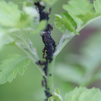 Aphids on the Loose! How to Get Rid of Aphids Naturally