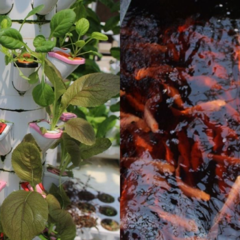 Aquaponics is a farming method that puts fish to work, here’s how it’s growing in M’sia