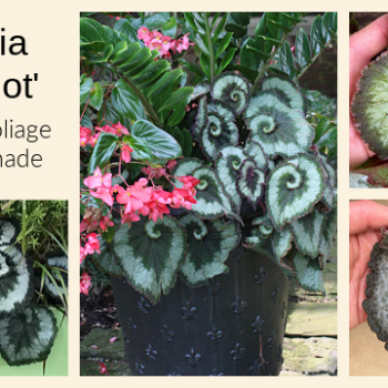 Begonia Escargot: A unique foliage plant for shade