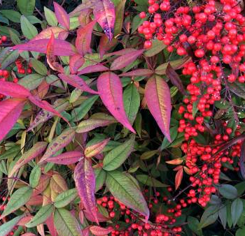 Berry red winter colour a welcome sacred sight