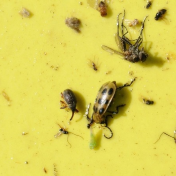 CAN: Pepper weevil found outdoors in Essex county