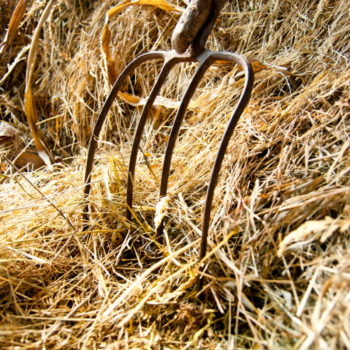 Can You Compost Straw – Is It Safe To Put Straw In Compost