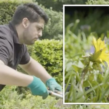 'Capture them now!' Gardening expert shares July weed hack to stop them releasing seeds - Express