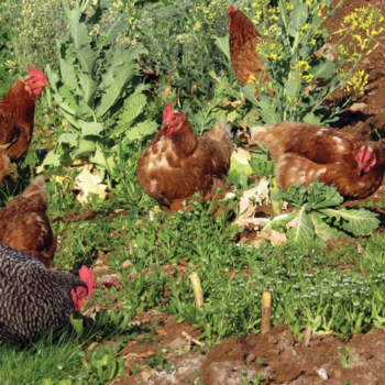 Chickens Can Bring Big Benefits To The Garden