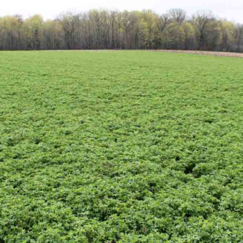 Cover crops can have some big advantages for dairy producers