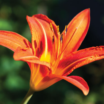 Daylilies, A Common Garden Flower, Are Edible & Sweet