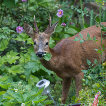 Deer destroyed your veggie patch again? This cheap supermarket buy will help to deter them