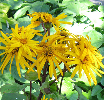 Flood-Tolerant Perennials for the Northern Plains