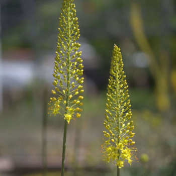 Gardening 101: Foxtail Lily