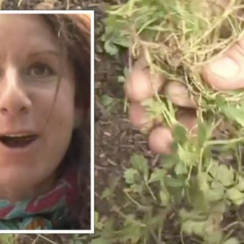 Gardening expert explains how to ‘remove annual weeds swiftly’ to stop them ‘reappearing’ - Daily Express
