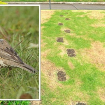 Gardening expert on the ‘best way’ to repair patchy lawns and stop birds eating grass seed - Express