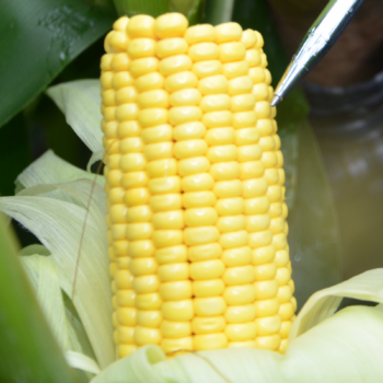 Grain fill: Make or break time for corn