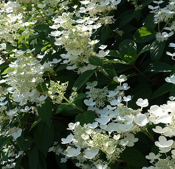 Growing Hydrangeas in the Southern Plains