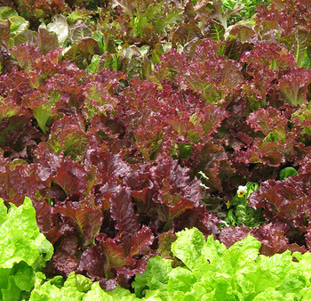 Growing Lettuce Through Spring, Summer, and Fall in the Midwest