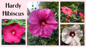 hardy_hibiscus_how_to_plant_and_grow_this_tropical-looking_perennial.png