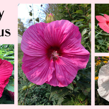 Hardy Hibiscus: How to plant and grow this tropical-looking perennial