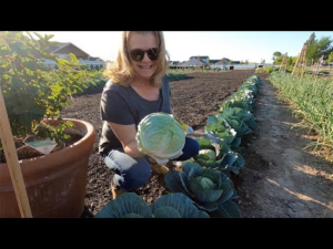 harvesting__giving_away_cabbage_with_my_mom_🥬__garden_answer.png