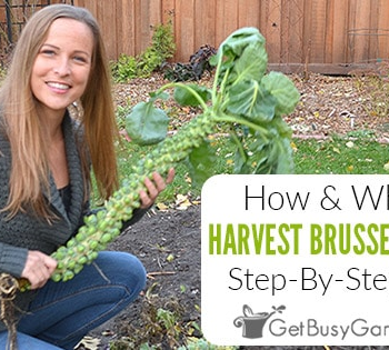 Harvesting Brussels Sprouts – Everything You Need To Know