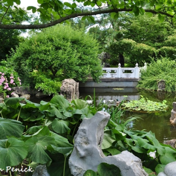 Home gardening inspiration, plus a boxwood garden and Chinese garden: Missouri Botanical Garden, part 4