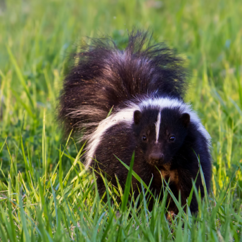 How to get rid of skunks in your yard: non-lethal ways to keep these pesky creatures at bay