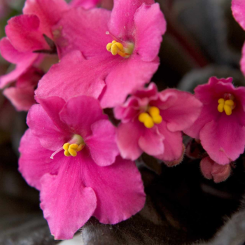 How to grow African violets