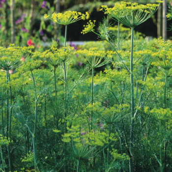 How to grow dill: expert tips for cultivating this tasty ornamental herb