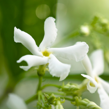 How to grow jasmine: expert tips on growing this scented climber