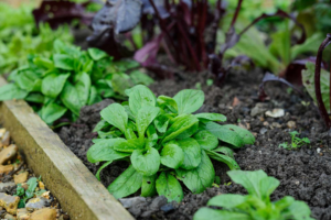 how_to_grow_lambs_lettuce.png
