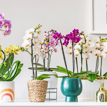 How to grow orchids: expert tips for growing orchids as house plants