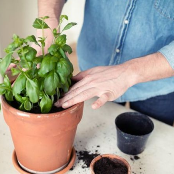 How to look after an indoor basil plant - Four simple tips to keep it alive - Express