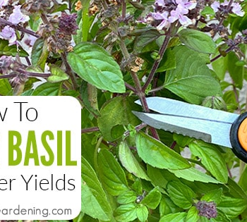 How To Prune Basil The Right Way