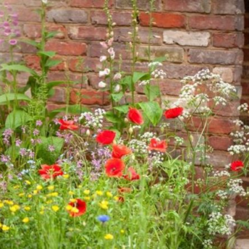 How to stop poppies from spreading - the easy tips - Express