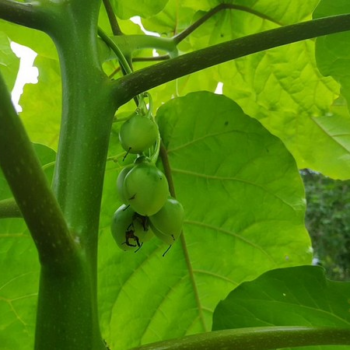 IN: Mumbai woman grows tomato trees in backyard