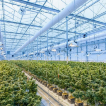 Indoor, Outdoor or Greenhouse: What to Look for in Different Cannabis Growing Properties