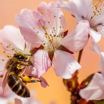 Informational QR codes educate Pollinator Garden visitors