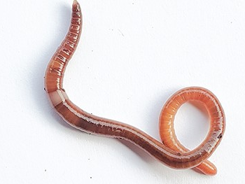 Invasive jumping worms leap into Oregon
