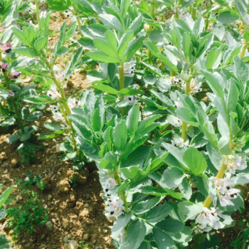Italian ryegrass: Herbicide resistance a concern on Irish tillage farms